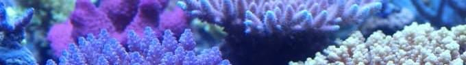 korallen zucht banner