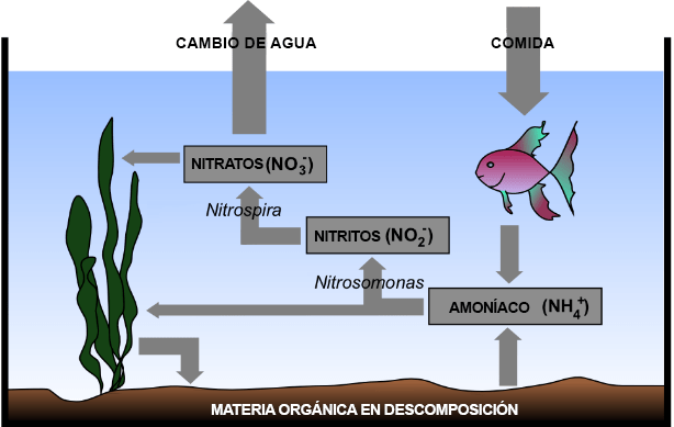 MATERIA ORGANICA