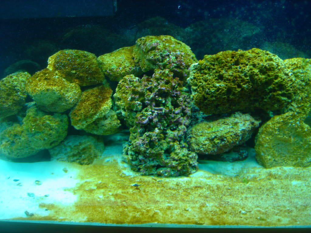 algas verdes en acuario marino