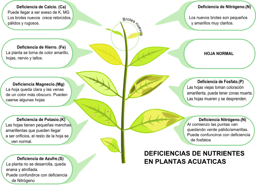 enfermedades