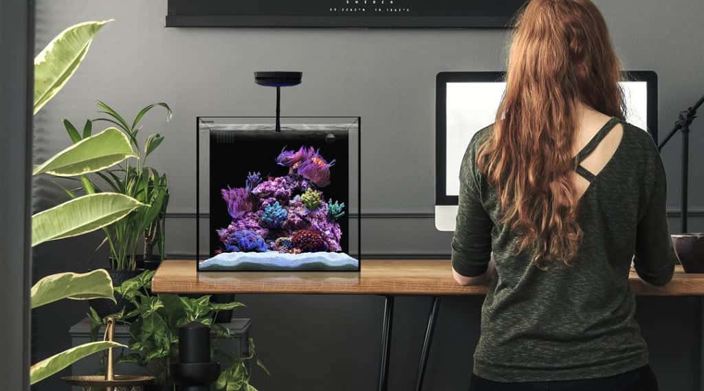 waterbox cube