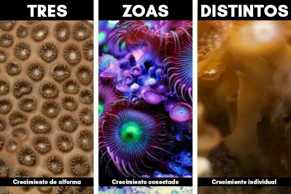 3 formas de crecer