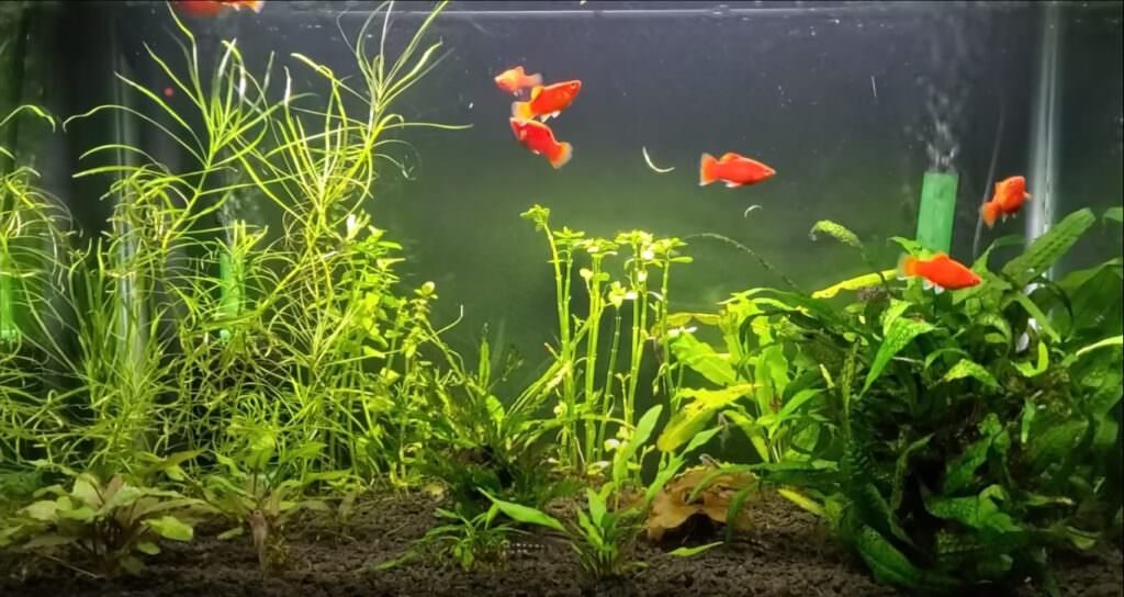 Acuario plantado equilibrado