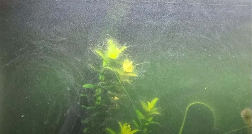 Agua turbia en el acuario