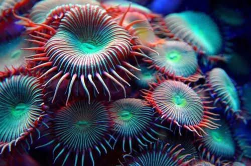 Corales zoas