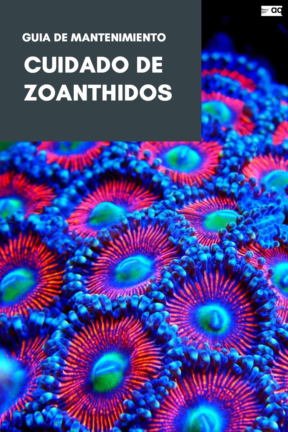 GUIA MANTENIMIENTO ZOANTHIDOS