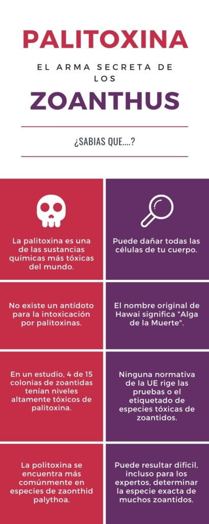 Peligros de los zoantus