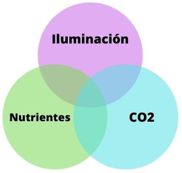 equilibrio en el acuario plantado