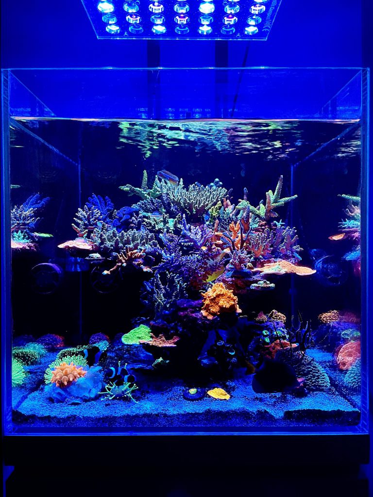 Amazing-Cube-reef-tank-lighted-by-Atlantik-V4-Compact-scaled