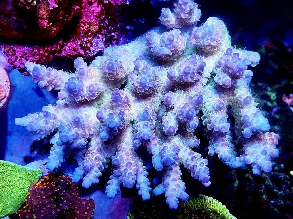blue-sps-coral-2048x1536