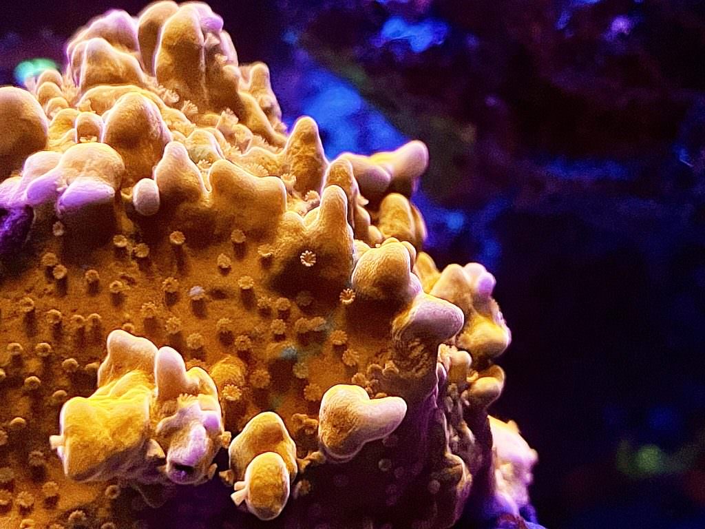 close-up-colorful-coral-reef-aquariumjpg-2048x1536