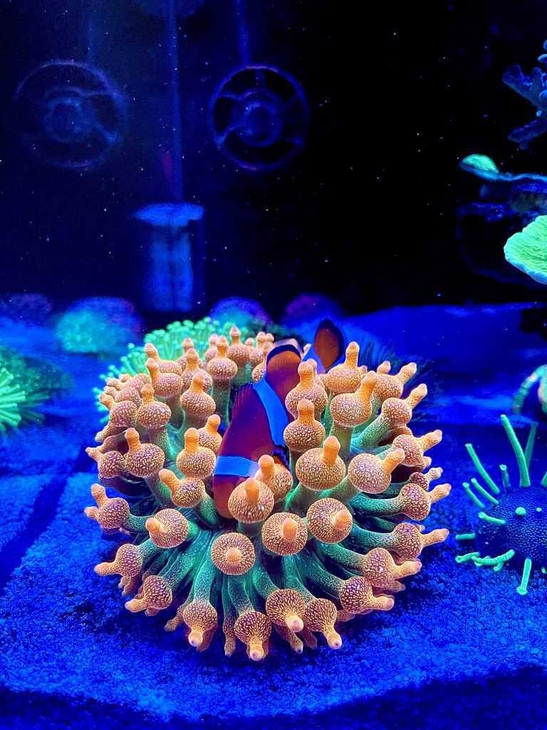 clownfish-in-bubble-tip-anemone-scaled