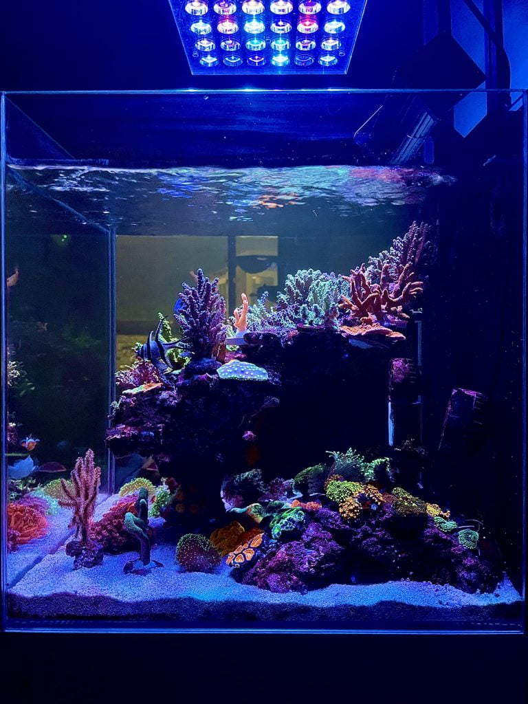 led-light-cube-reef-tank-side-view--scaled