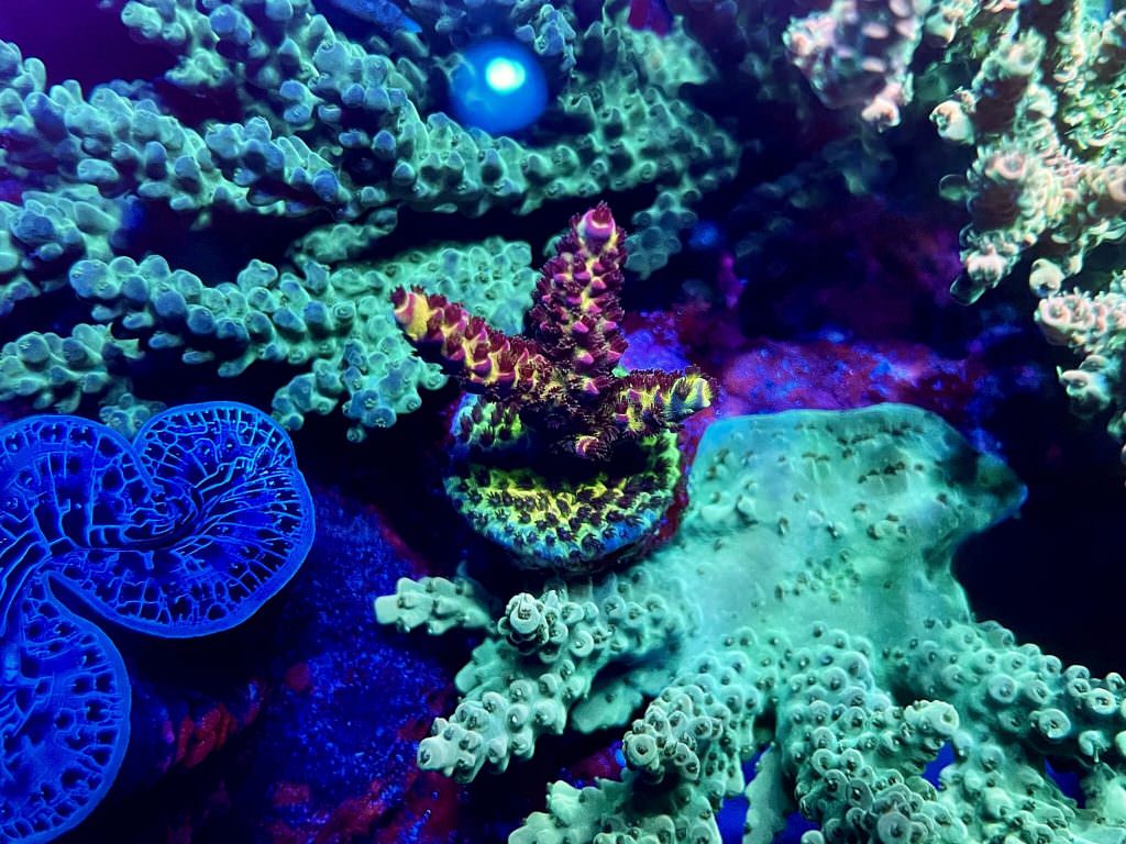 orphek-best-led-light-for-sps-coral-2048x1536