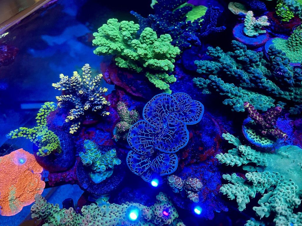 reef-aquarium-clams-orphek-led-light-2048x1536