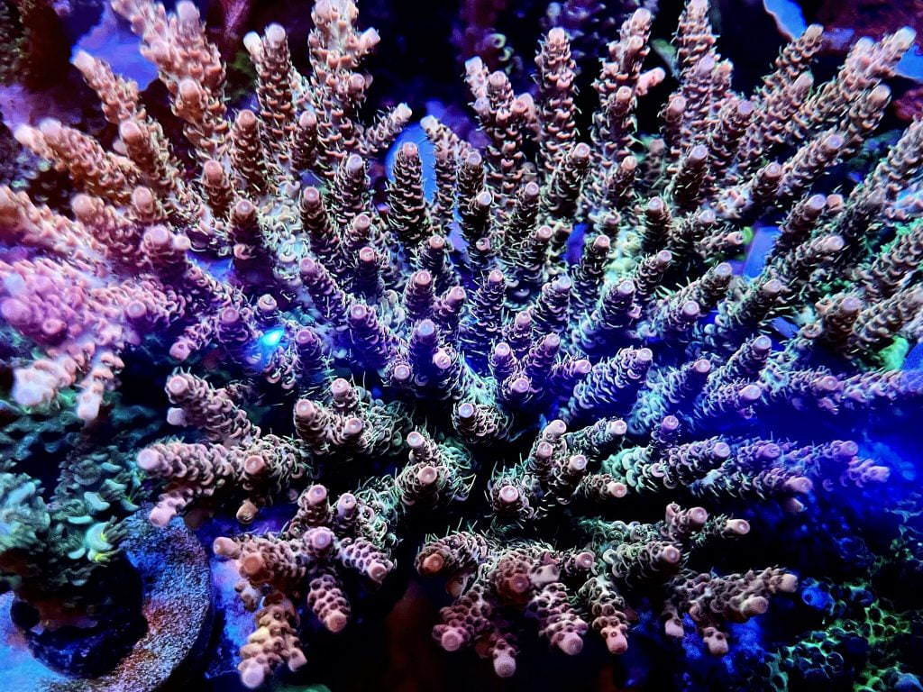 reef-aquarium-coral-colony--2048x1536