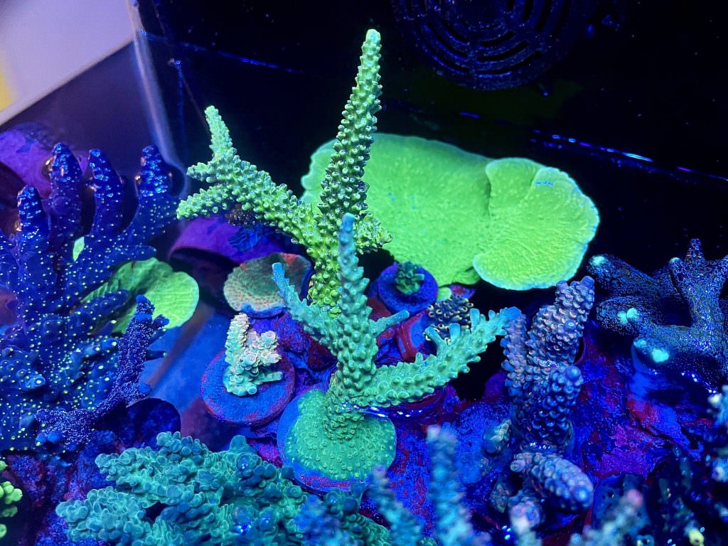 reef-tank-fast-coral-growth-2048x1536