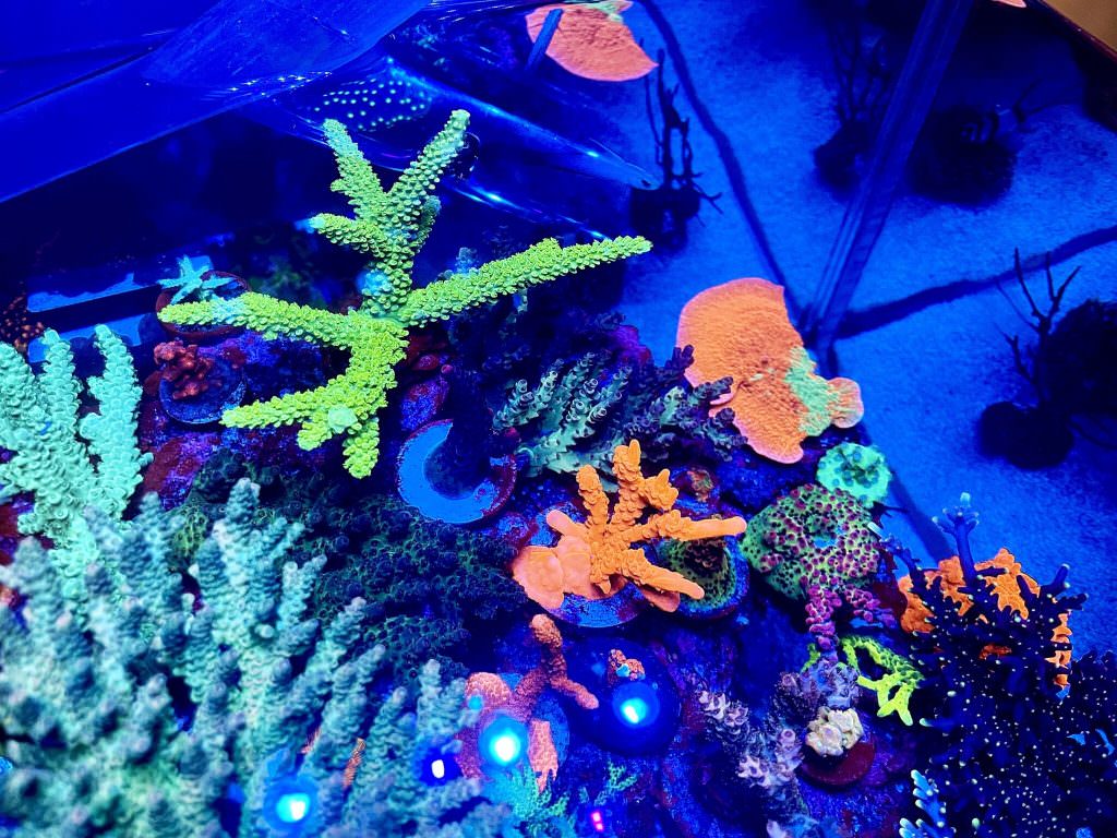 reef-tank-strong-coral-color-2048x1536