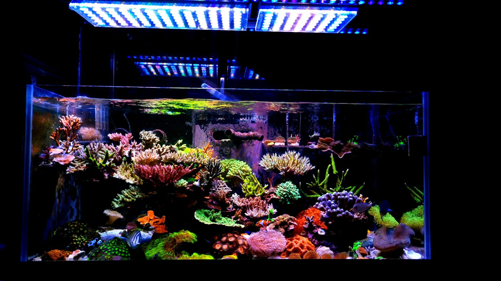 2022-best-reef-aquarium-led-light--1600x900