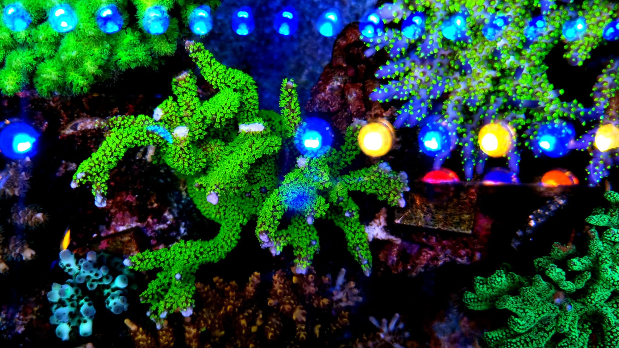 OR3-blue-sky-green-coral-pop-2048x1152