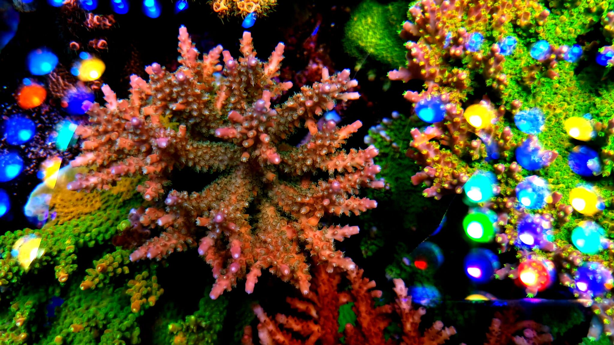 best-coral-growth-orphek-atlantik-2048x1152