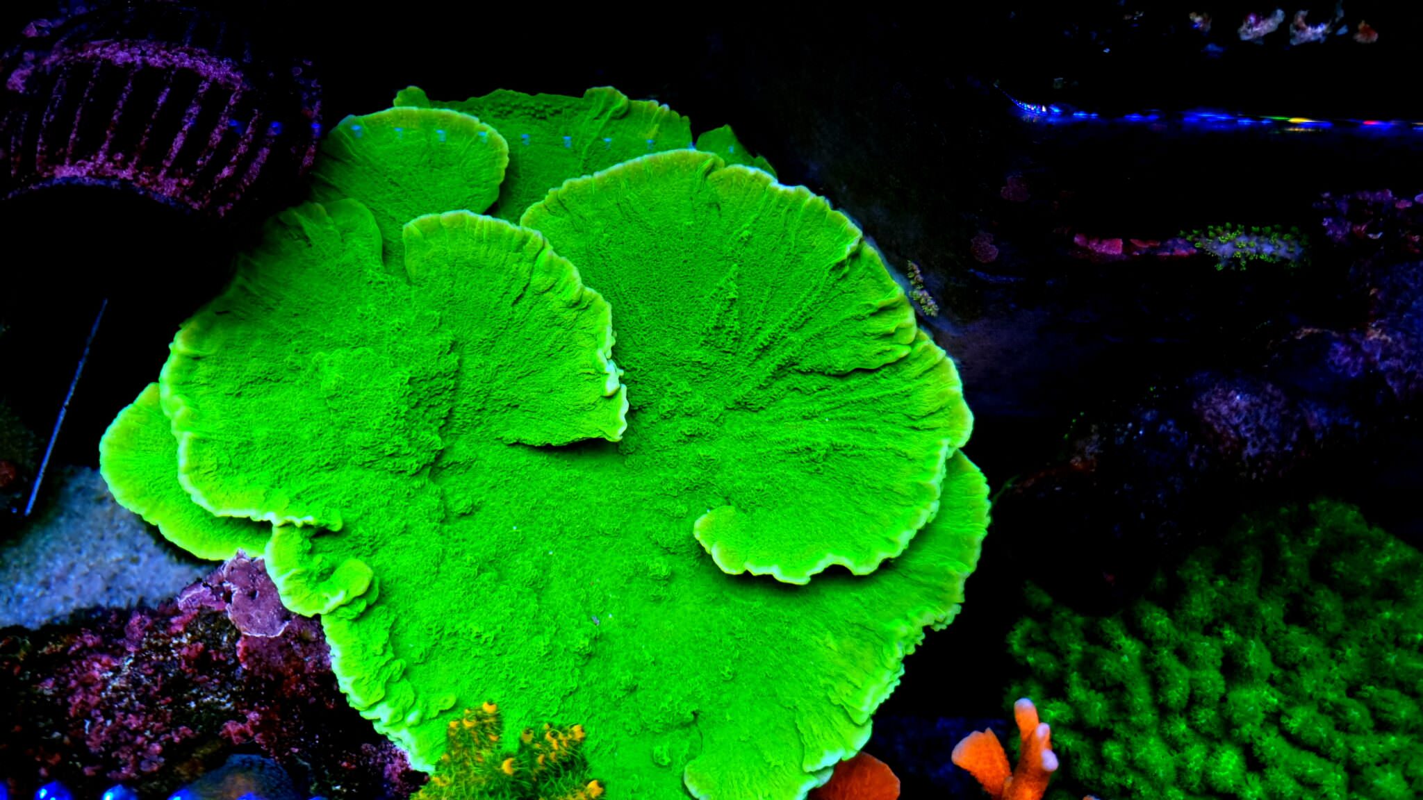 green-Colorful-SPS-Corals-2048x1152