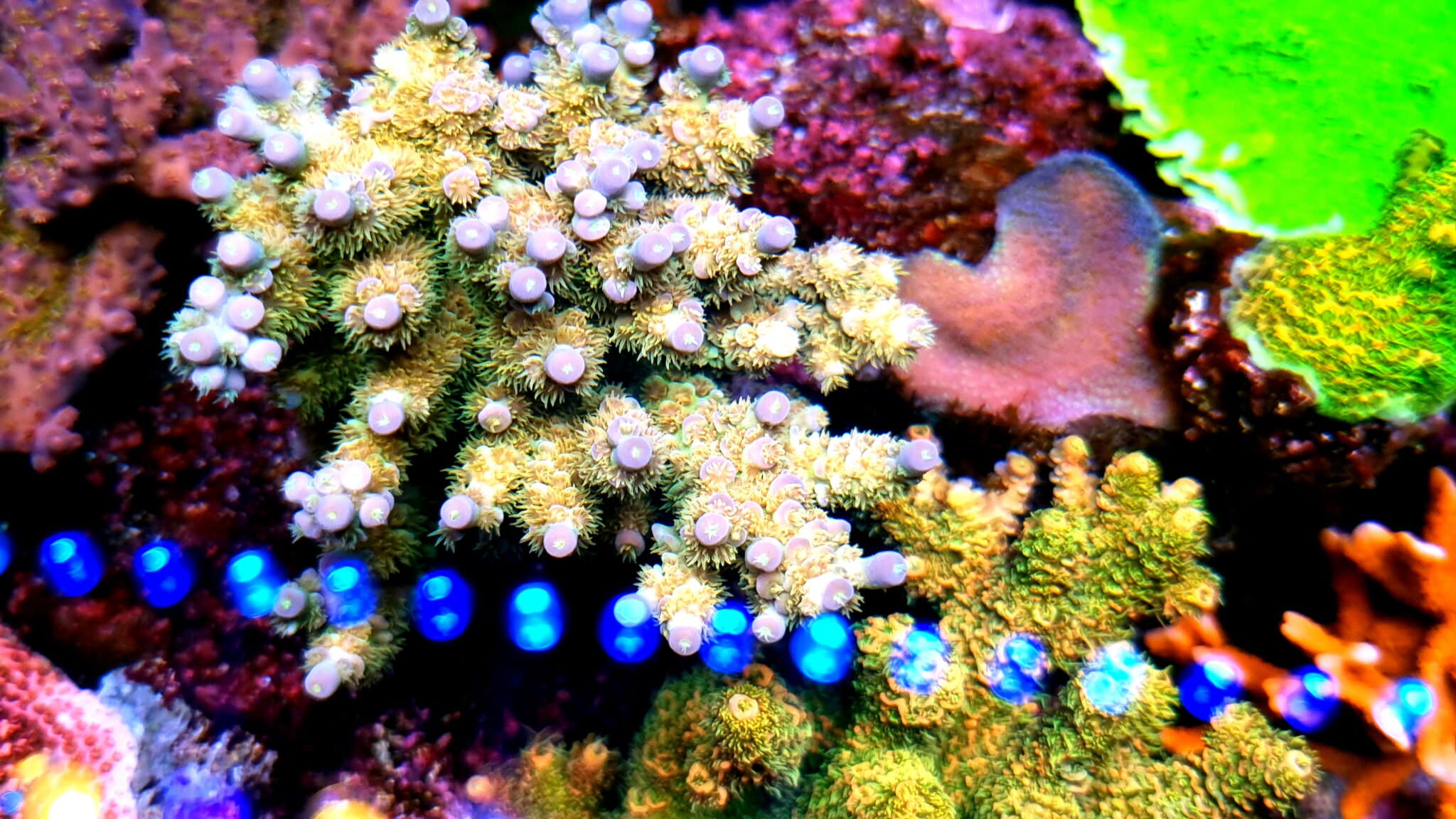 or3-blue-sky-reef-led-bar-2048x1152