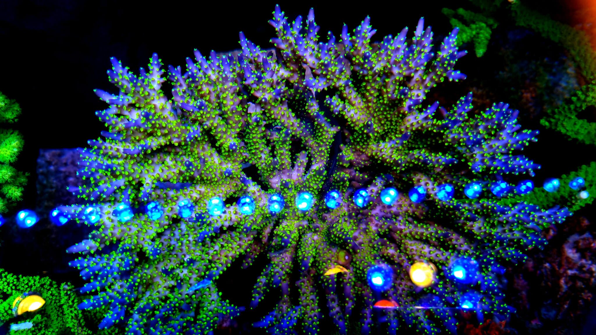 orphek-or3-blue-sky-reef-led-light-coral-pop--2048x1152