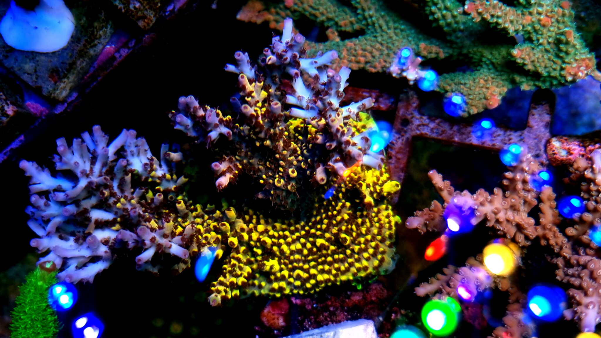 strong-yellow-coral-reef-aquarium-orphek-atlantik-2048x1152