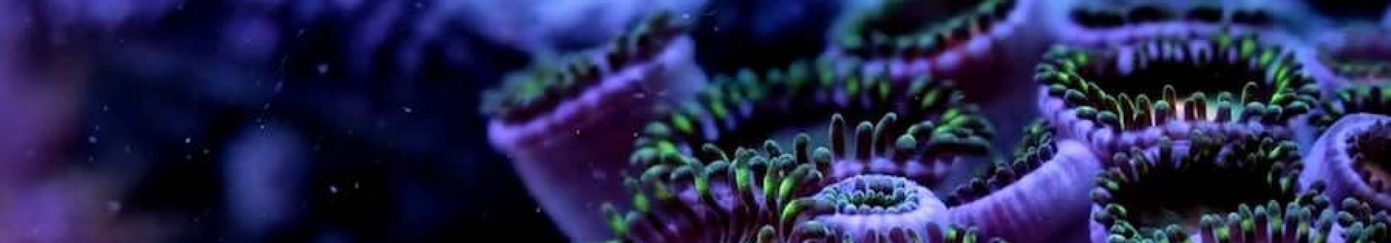 corales-4-900x491