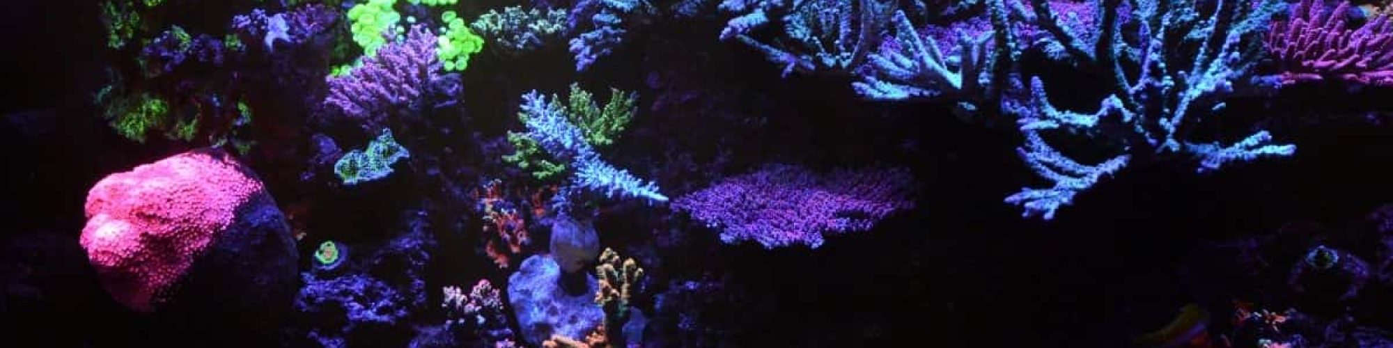 reef_of_the_month_orphekj_atlant